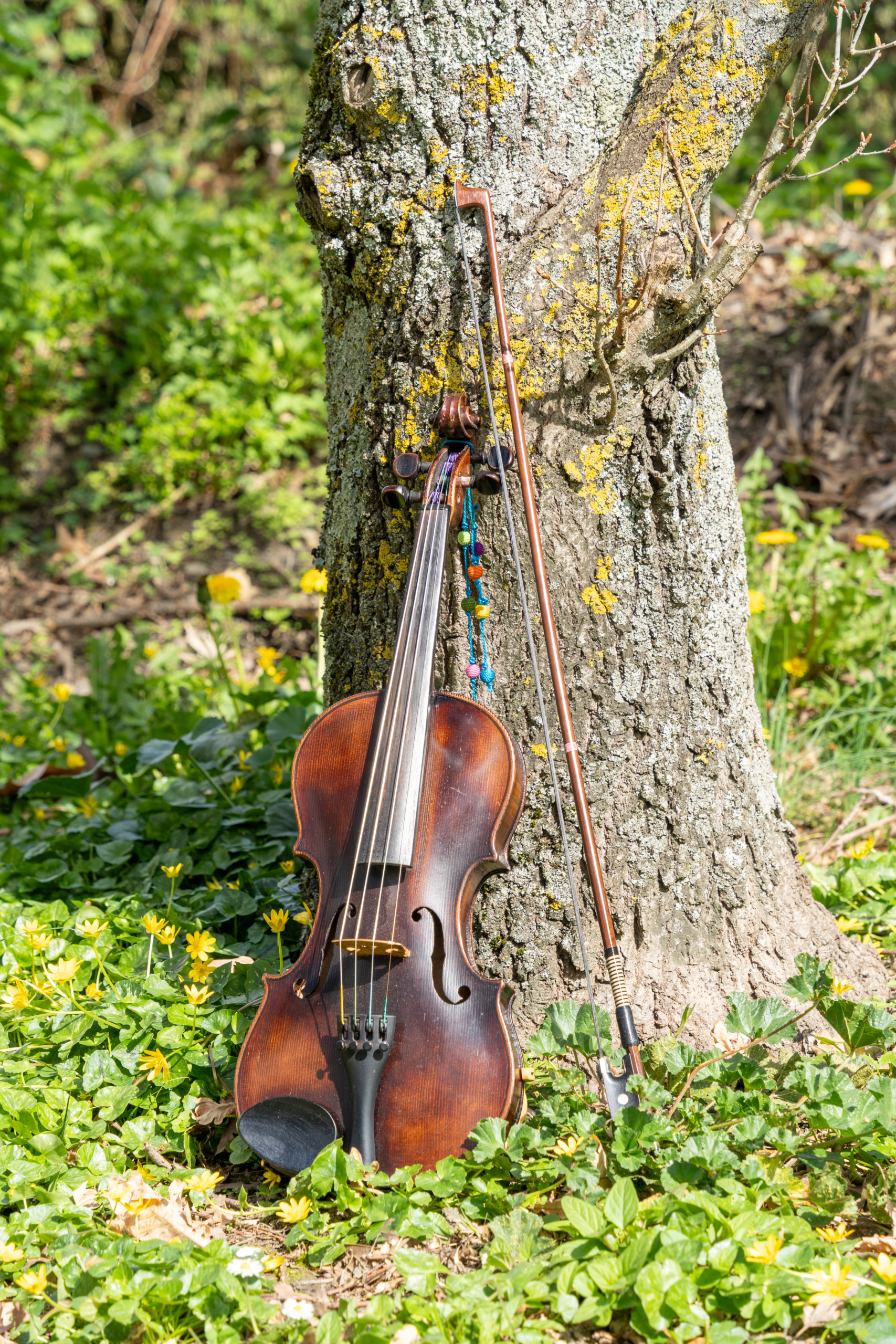 Violon et archet adossé à un arbre